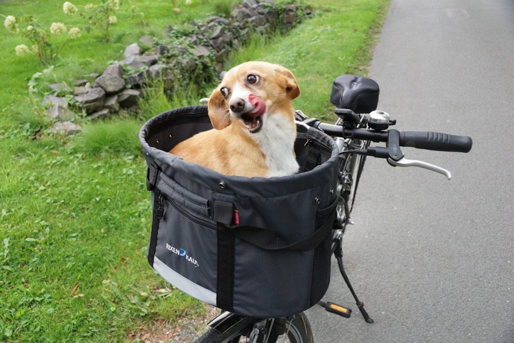 Fahrradkorb für Hunde im Spaß Test haben - So alle